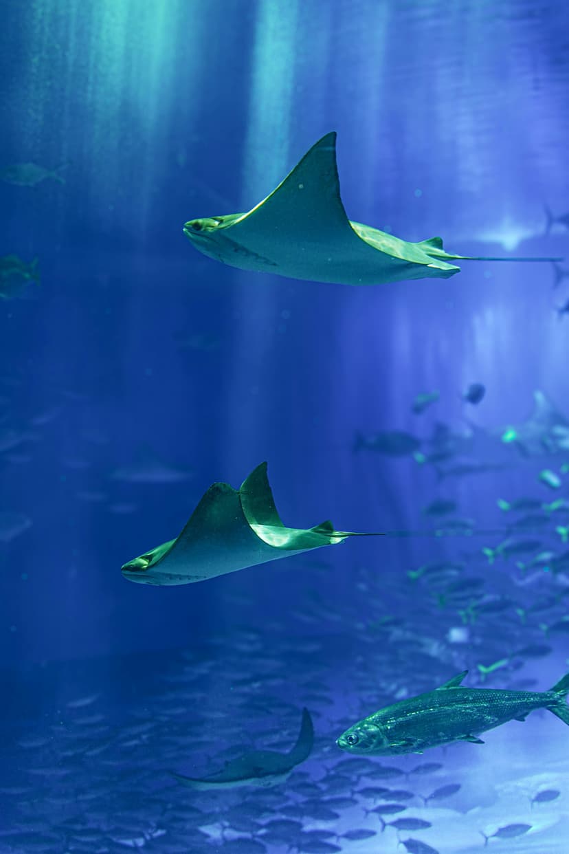 Temel Analiz Nasıl Yapılır? Finansal Tabloları Anlama Rehberi